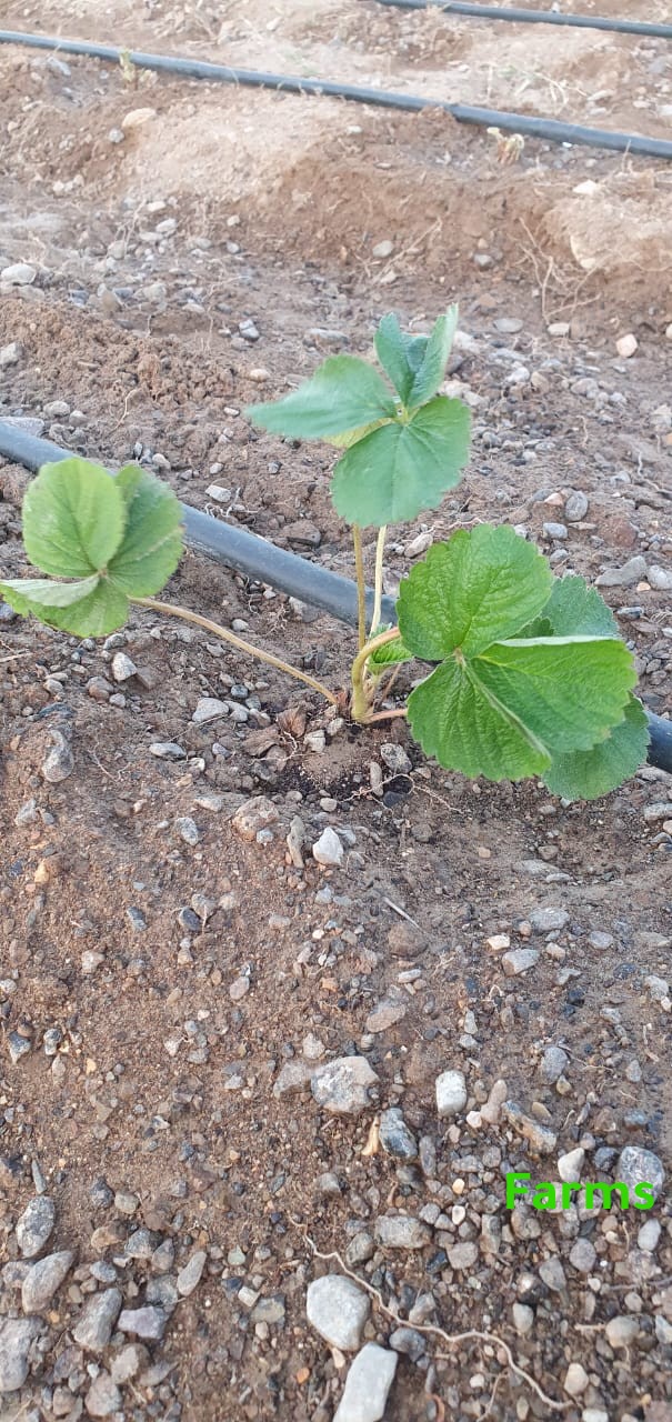 شتل فراوله صنف امريكي