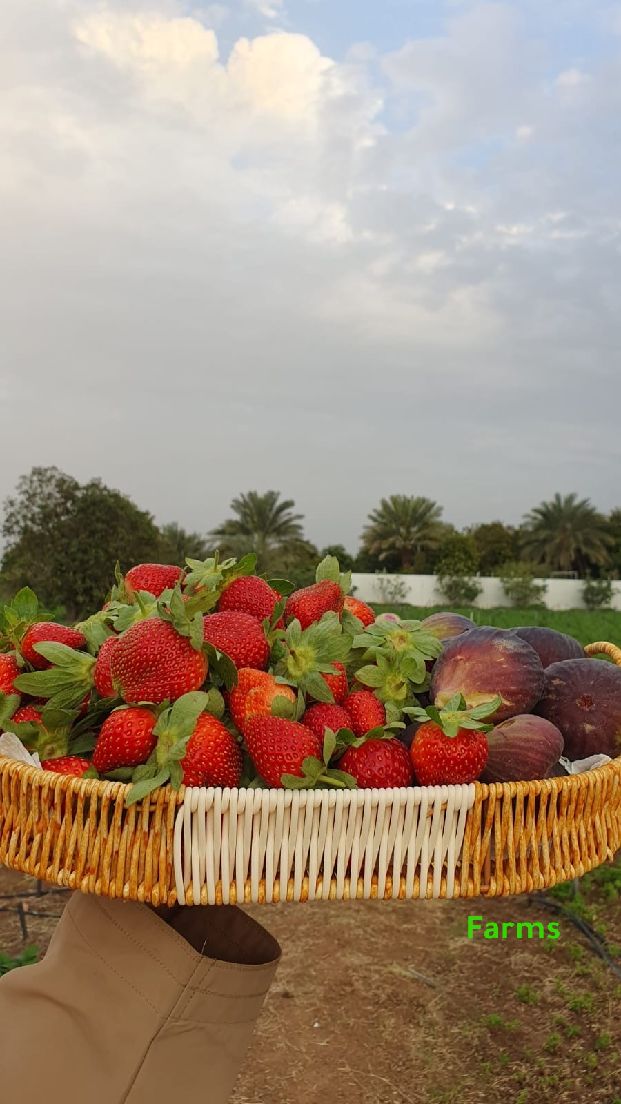 شتل فراوله صنف امريكي