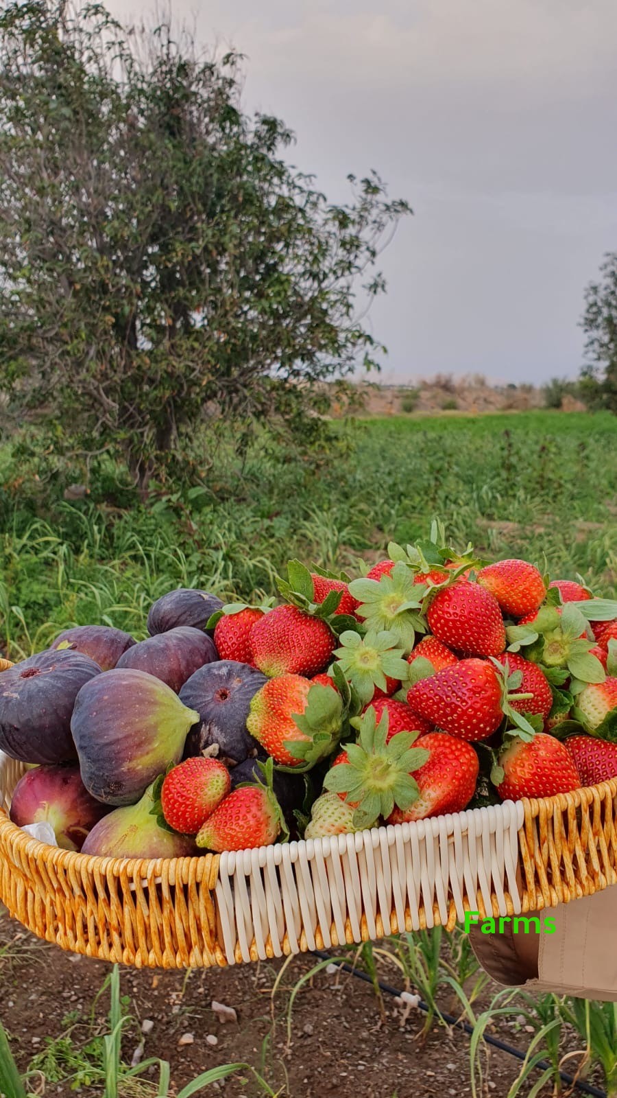 شتل فراوله صنف امريكي