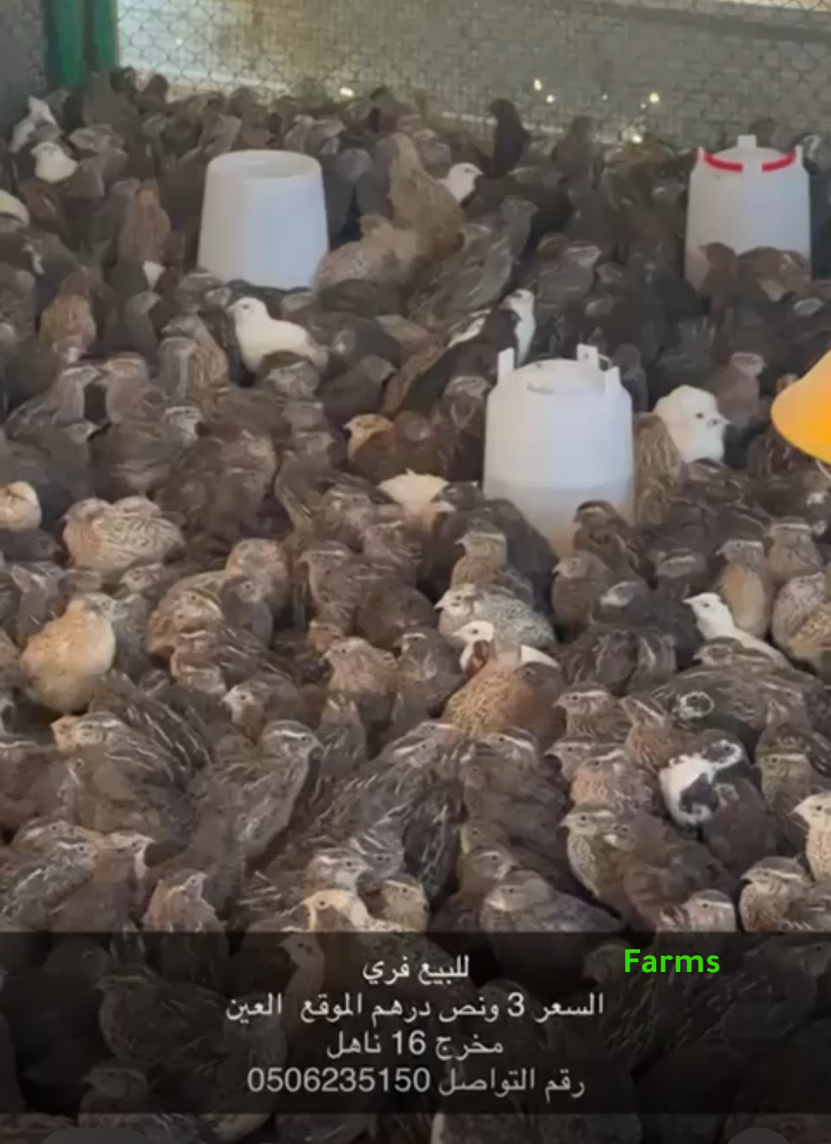 فري للبيع في ناهل