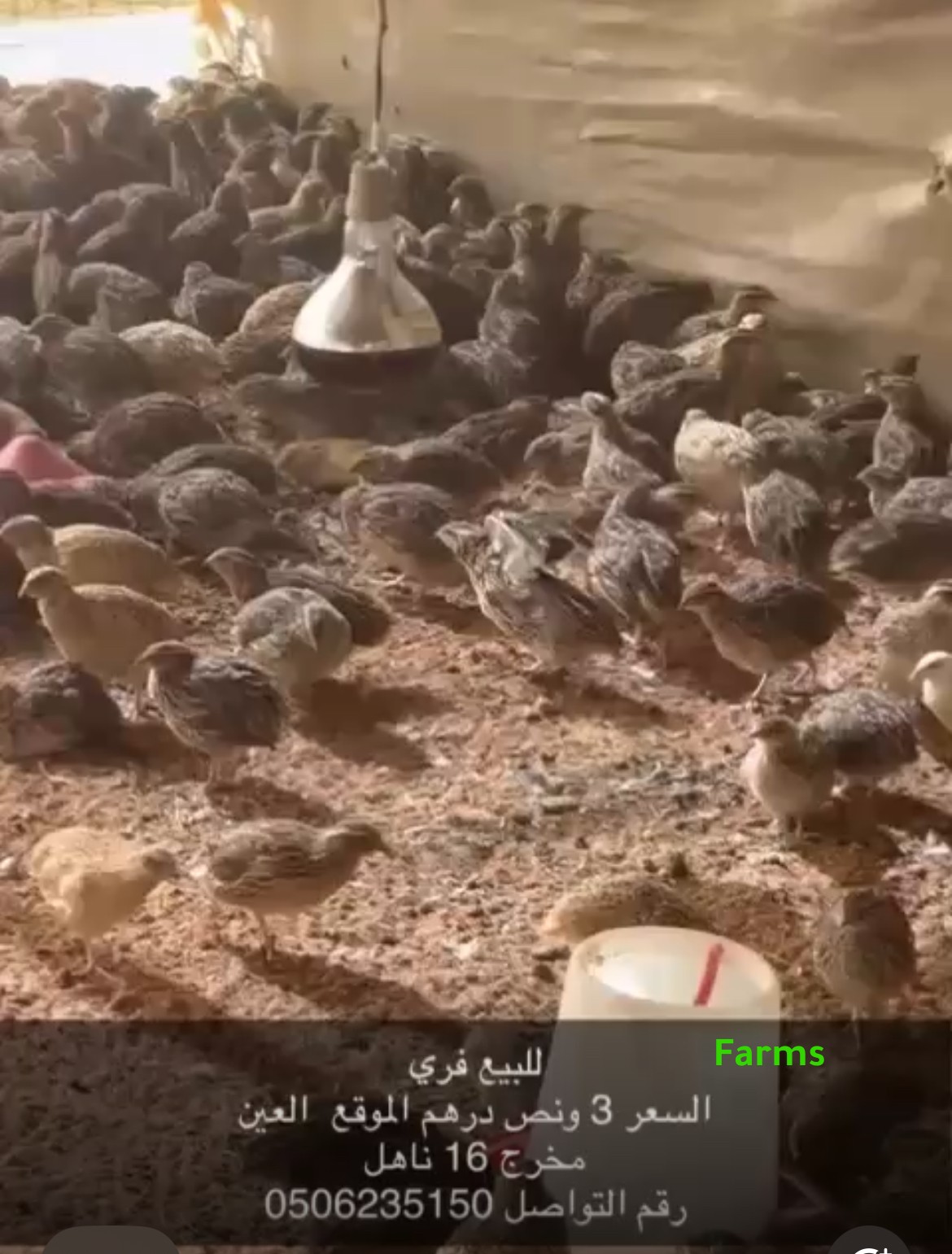 فري سمان ب 3.5 درهم