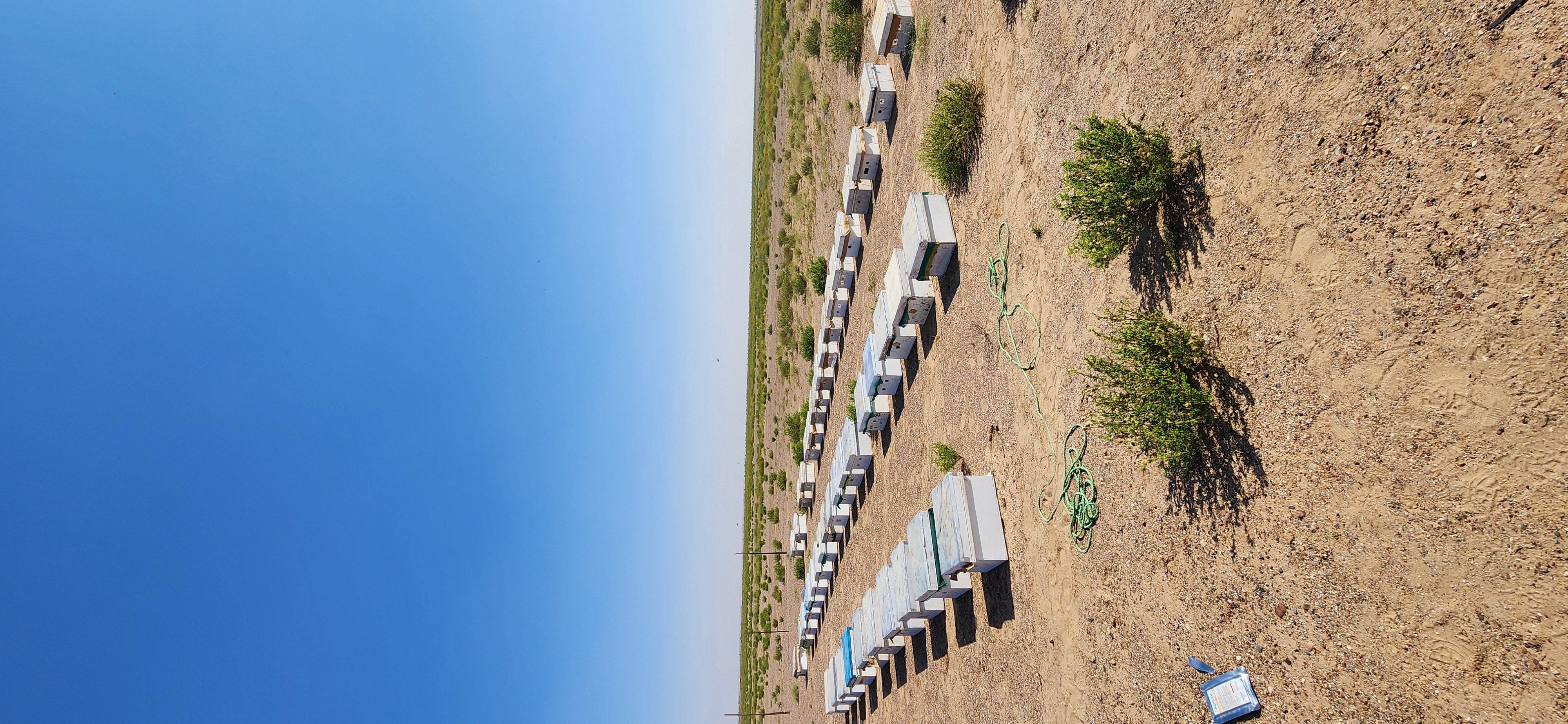 عسل السدر العماني الطبيعي