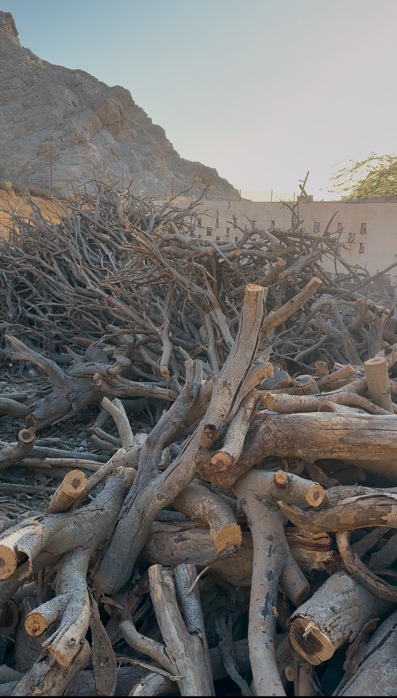 بيع حطب سمر