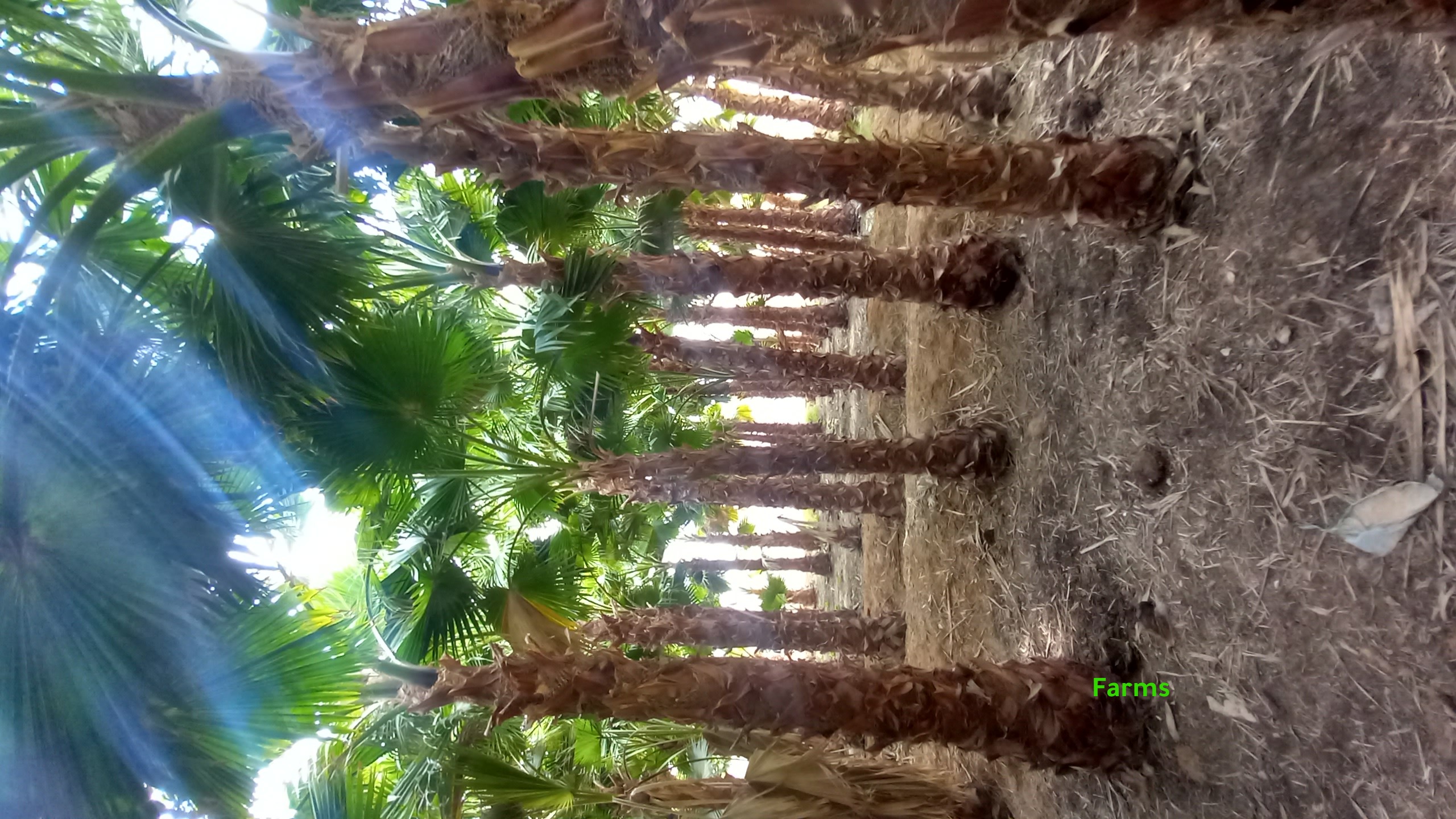 نخل زينه واشنطونيا