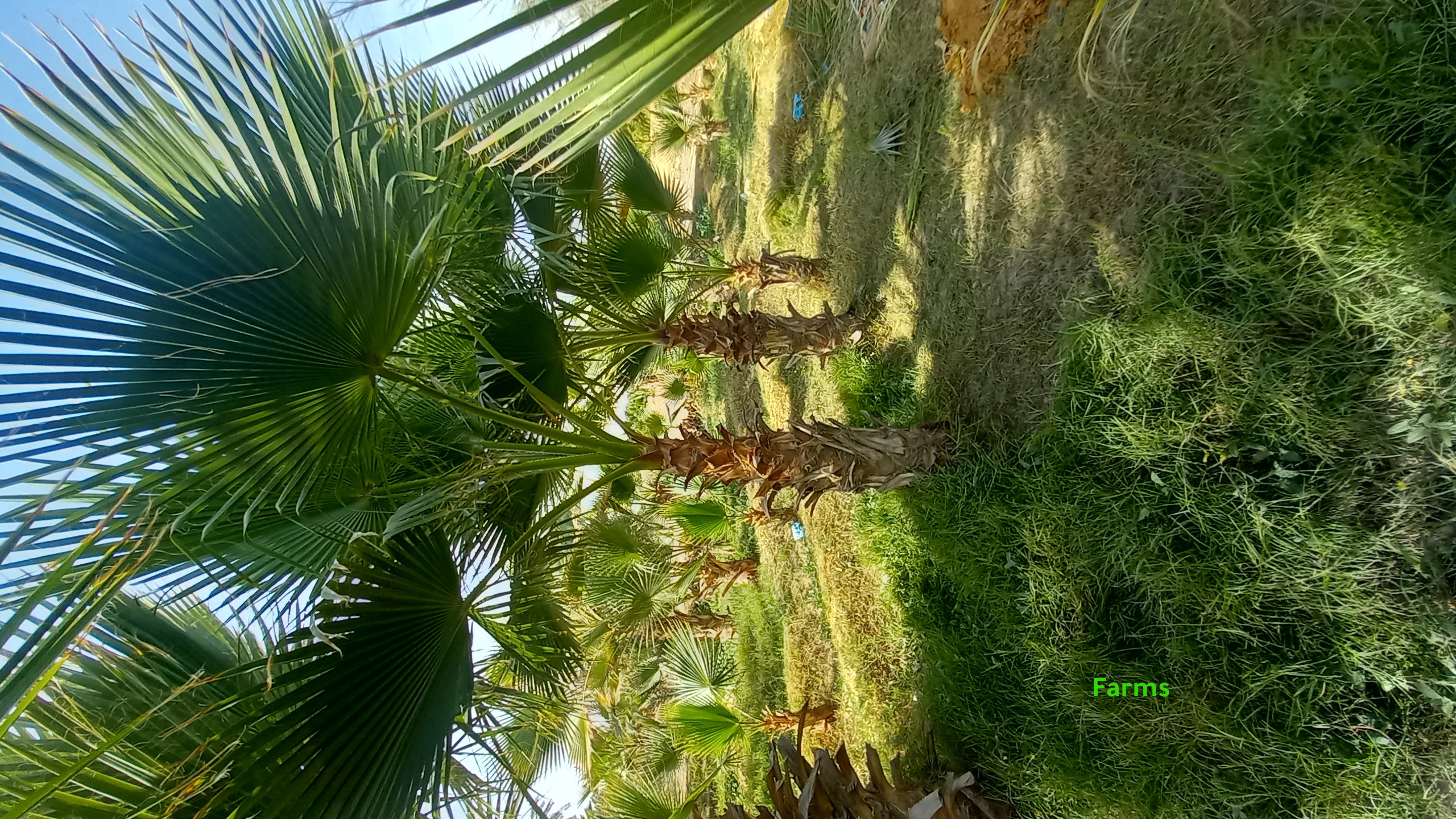 نخل زينه واشنطونيا