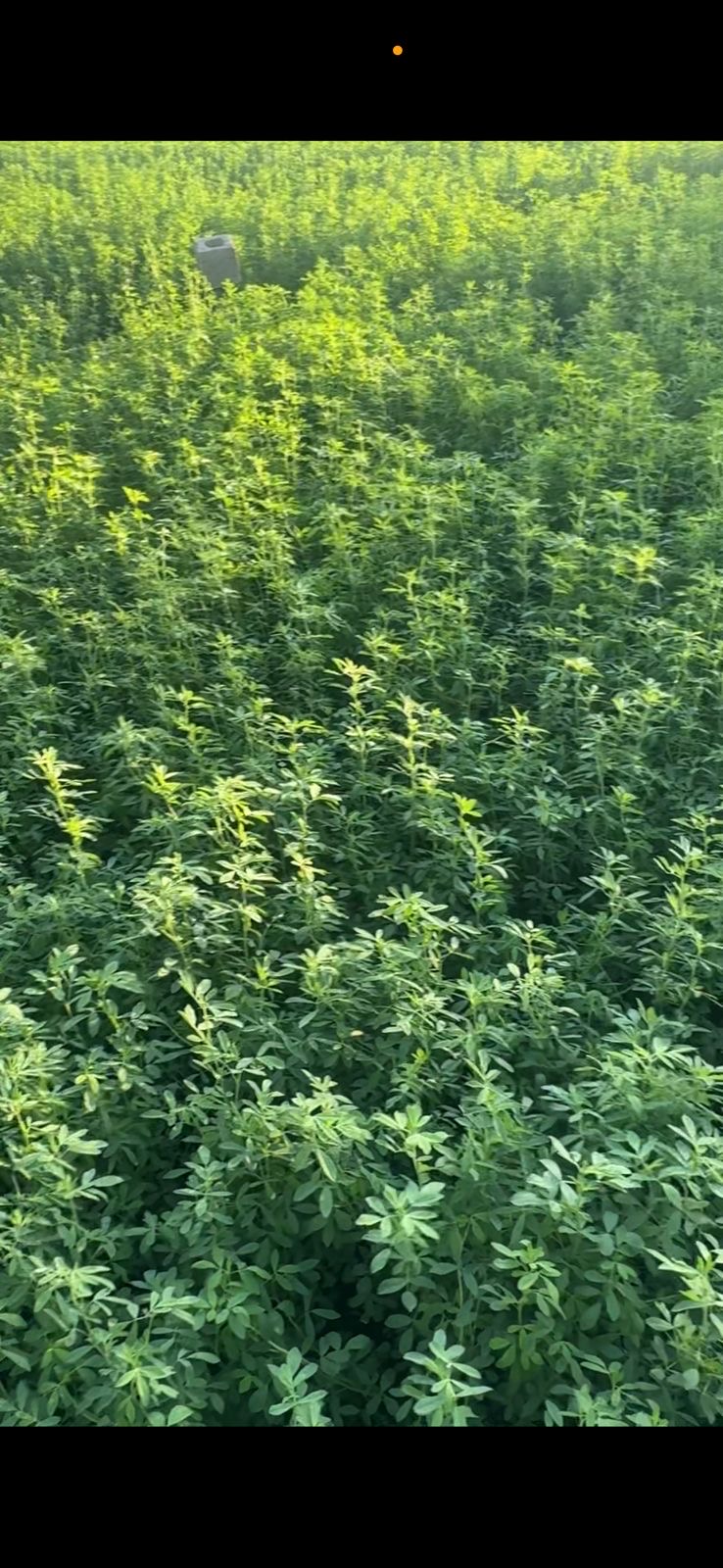 بذور قت عماني  مضمون ميه بالميه جوده لا يعلى عليها