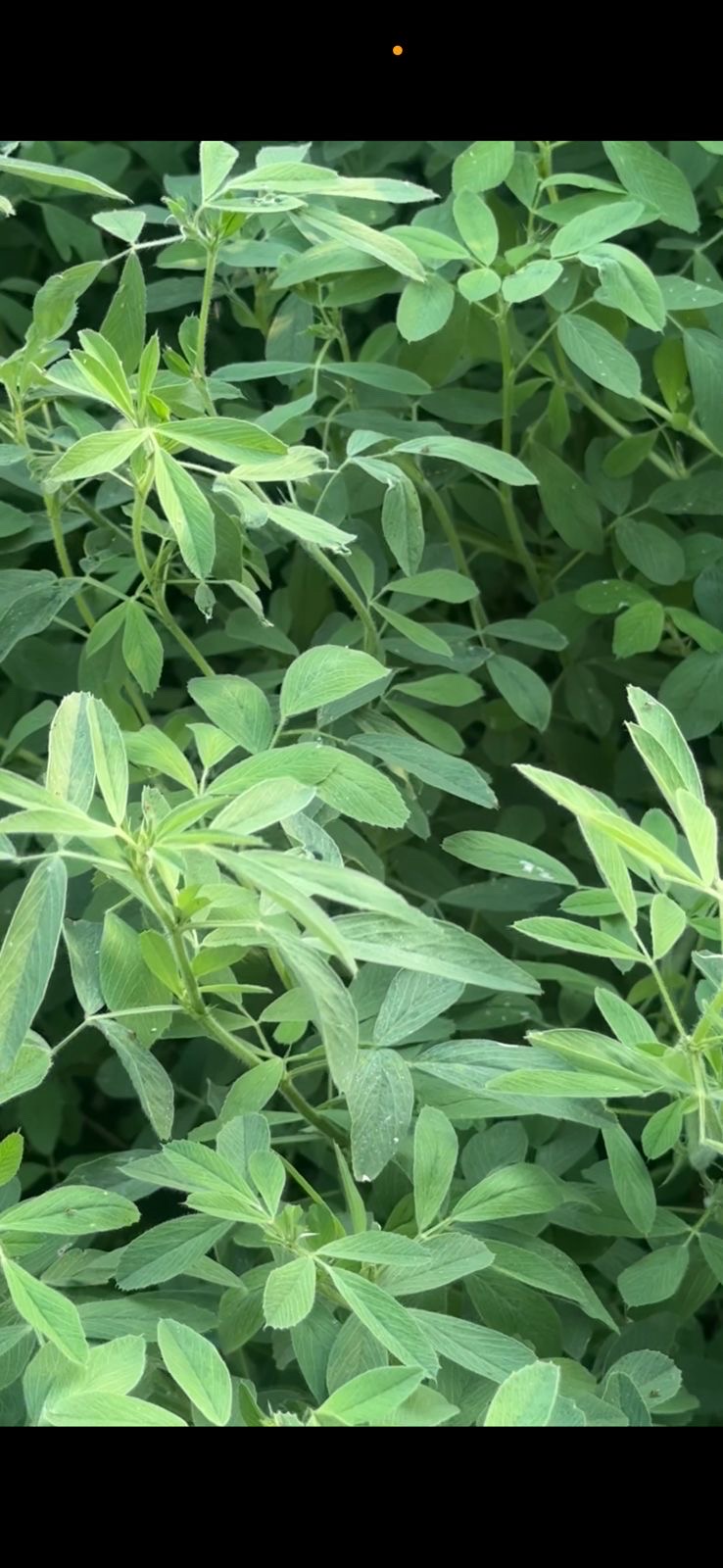 بذور قت عماني  مضمون ميه بالميه جوده لا يعلى عليها