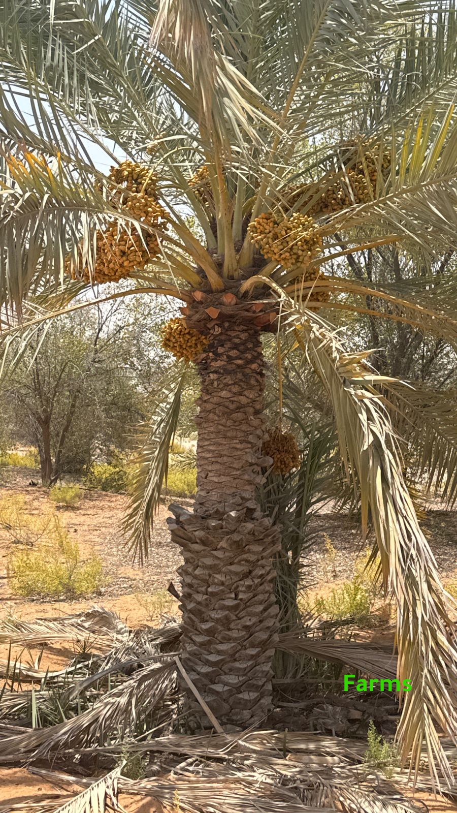 1,000 نخله للبيع قابل للتفاوض