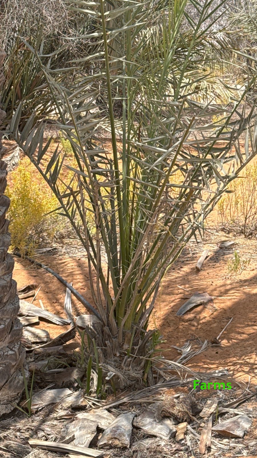 1,000 نخله للبيع قابل للتفاوض