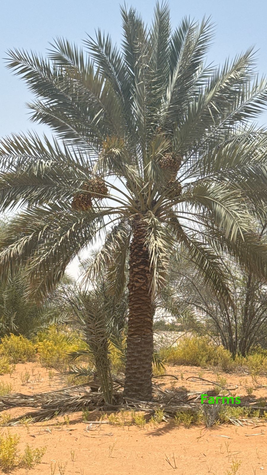 1,000 نخله للبيع قابل للتفاوض