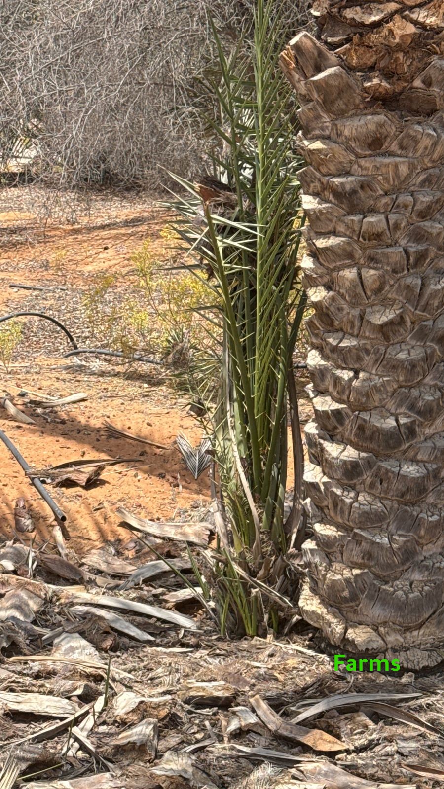 1,000 نخله للبيع قابل للتفاوض