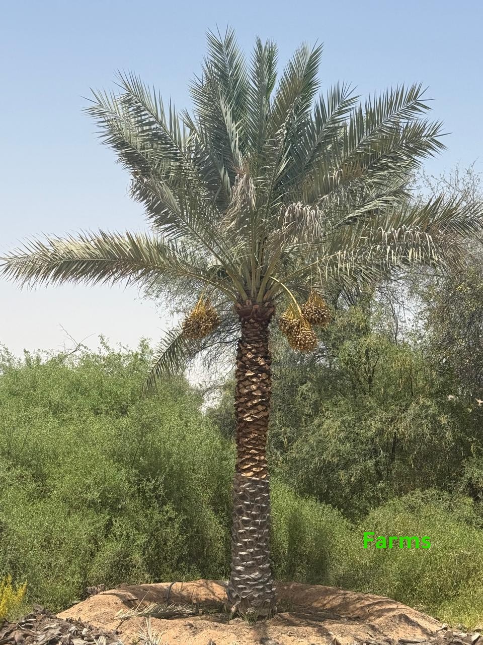 1,000 نخله للبيع قابل للتفاوض