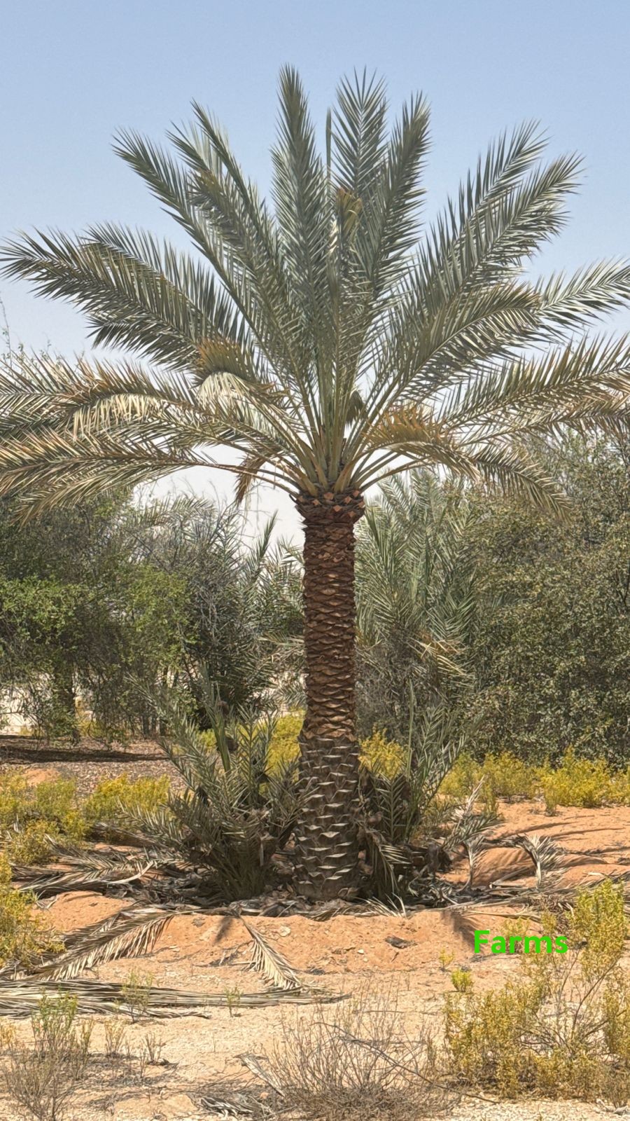 1,000 نخله للبيع قابل للتفاوض