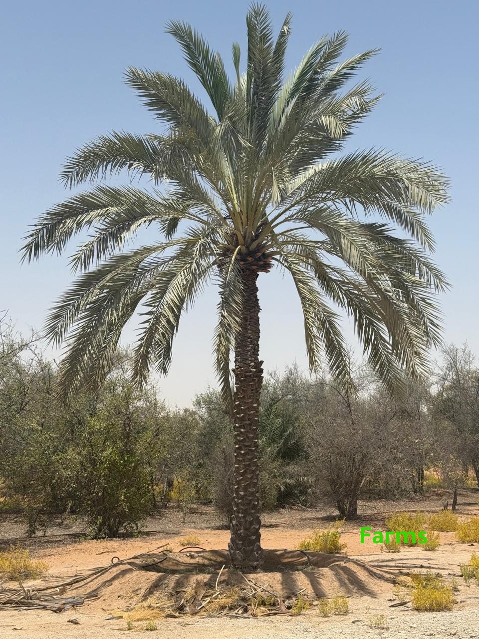 1,000 نخله للبيع قابل للتفاوض