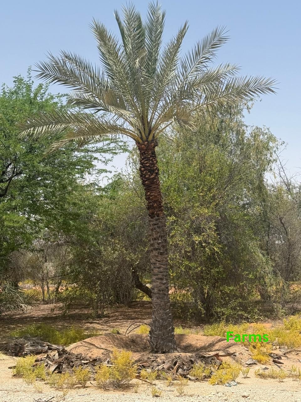 1,000 نخله للبيع قابل للتفاوض