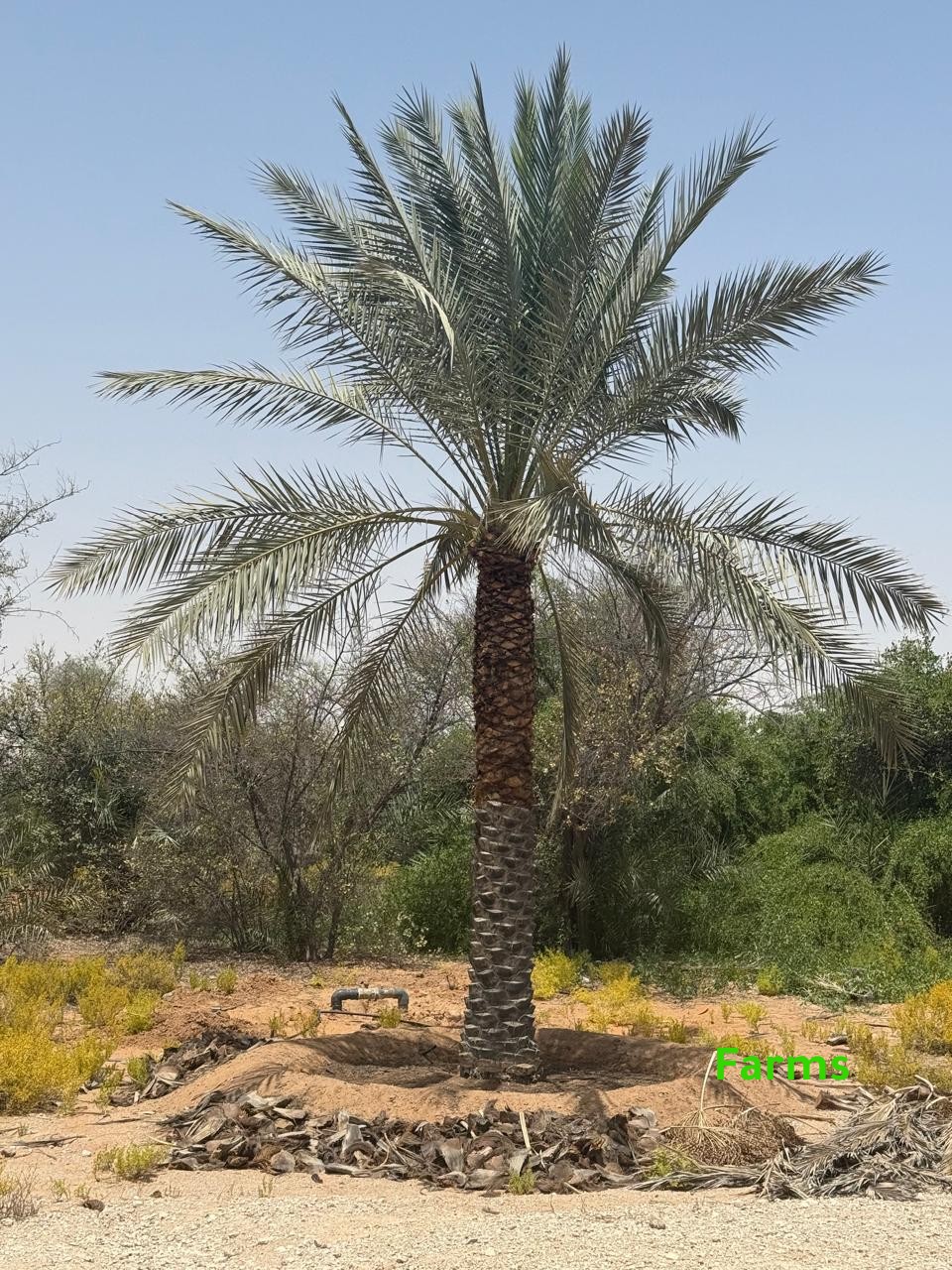 1,000 نخله للبيع قابل للتفاوض