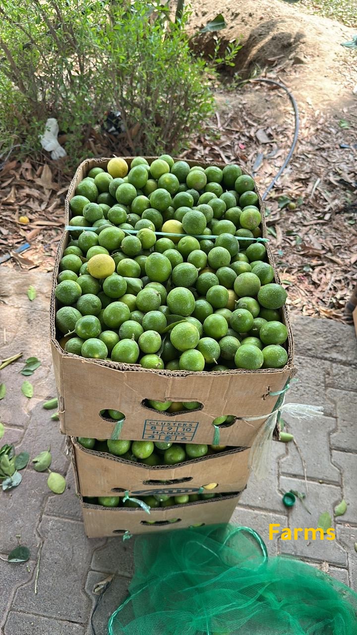 ليمون عماني حامض