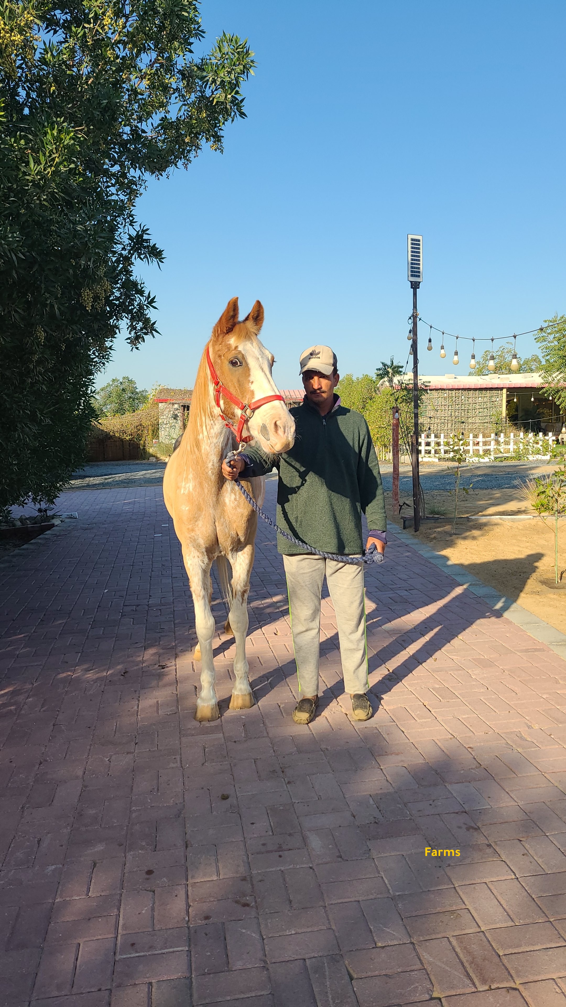 حصان خصي من النوادر