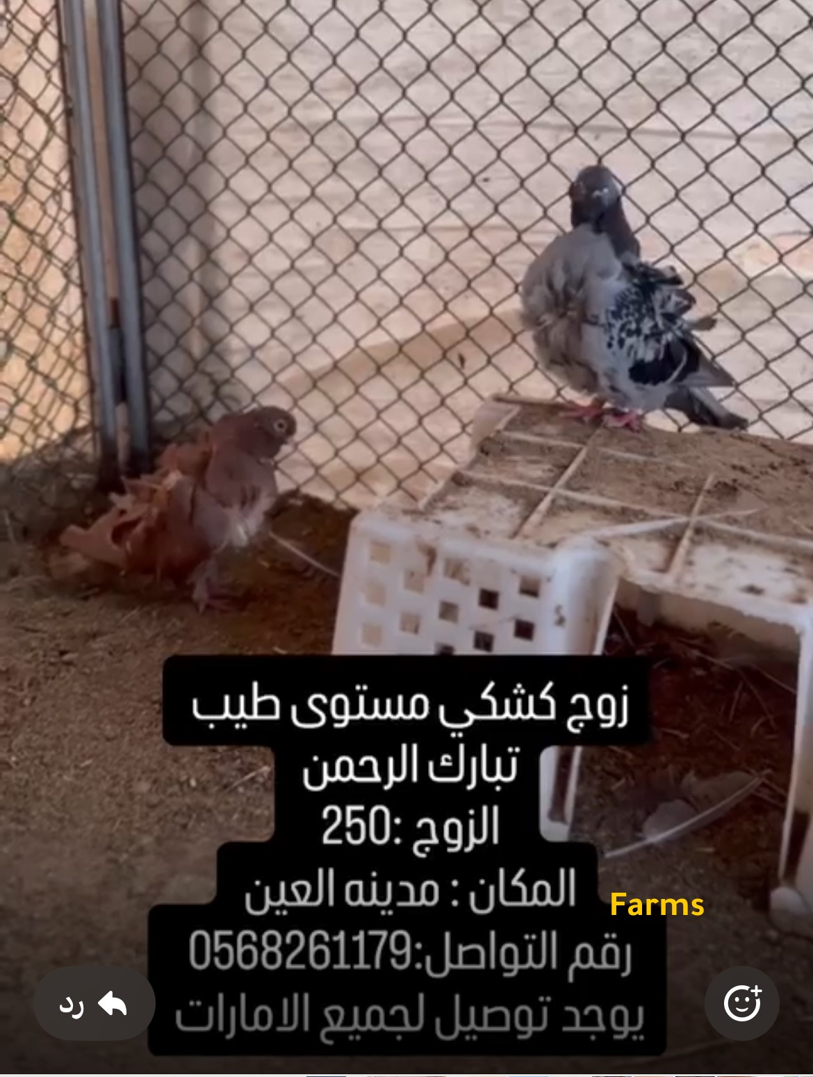 زوج حمام كشكي