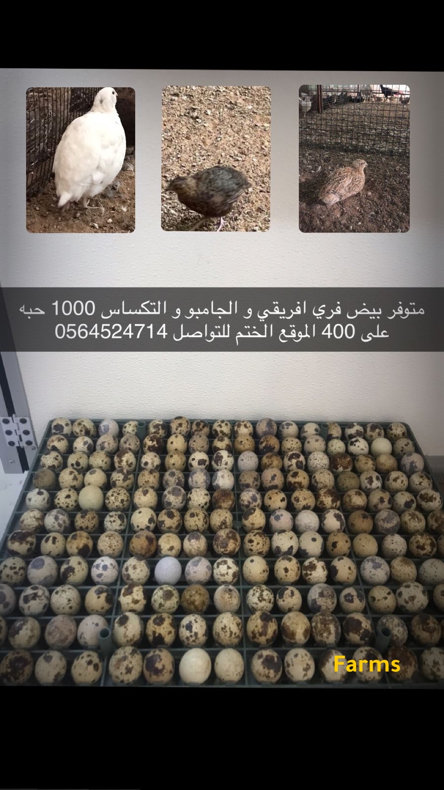 بيض سمان فري