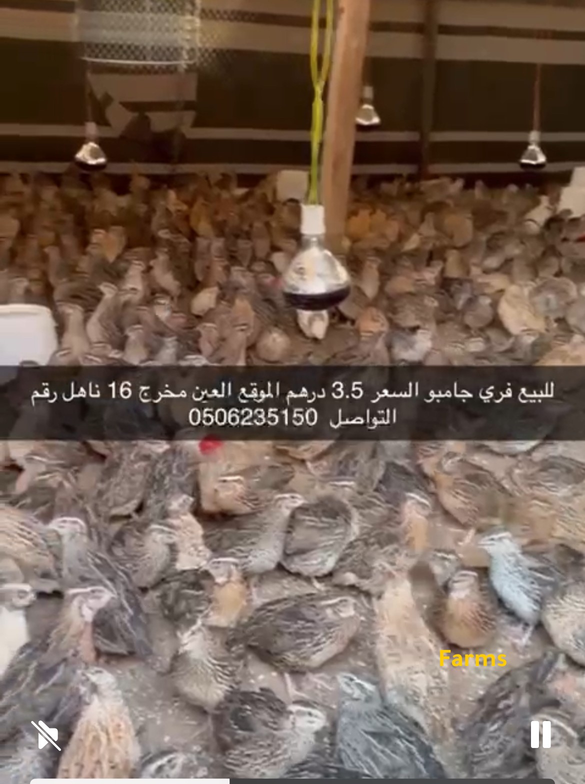 فري سمان ب 3.5 درهم في ناهل العين