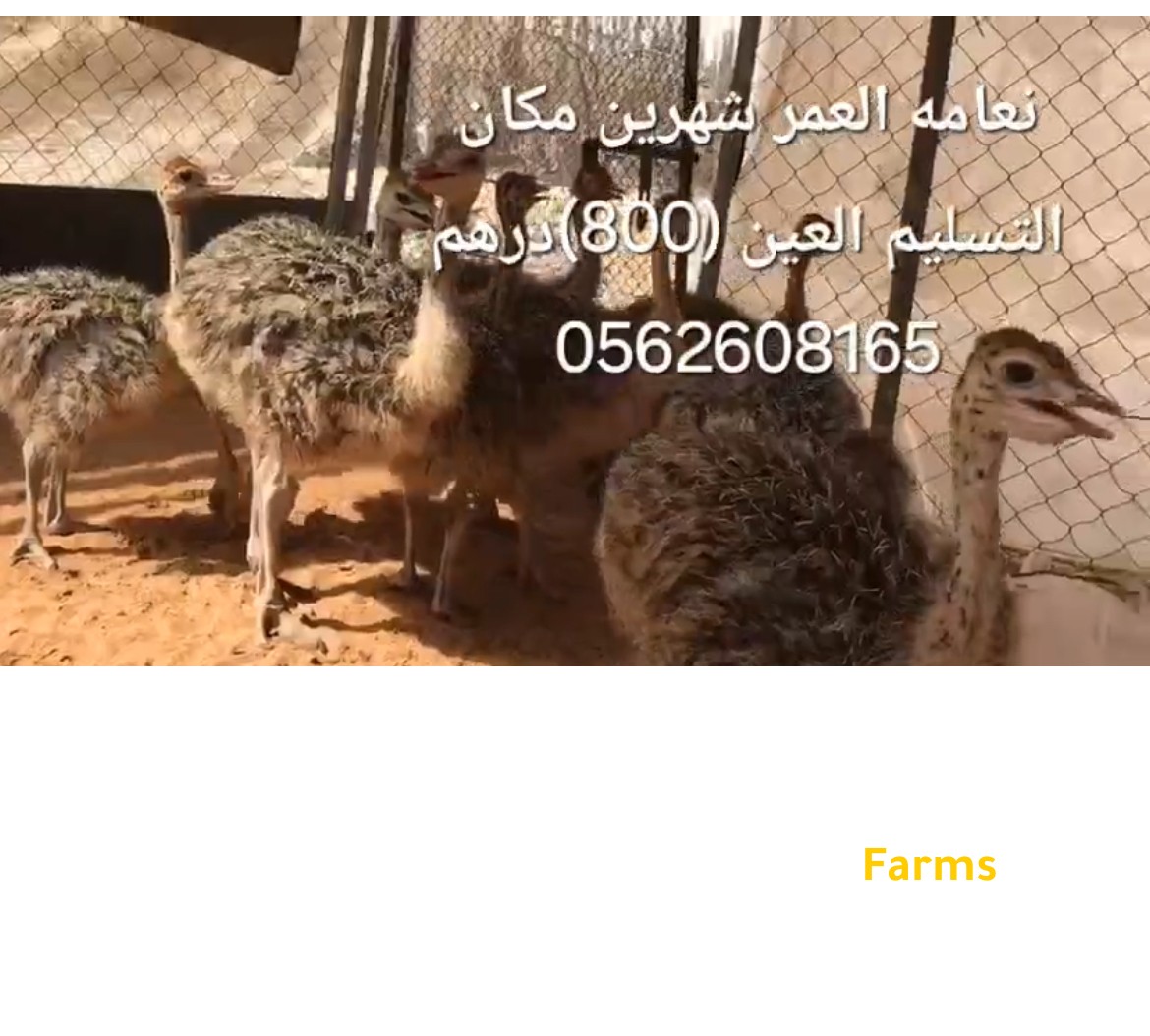 نعام بعمر شهرين