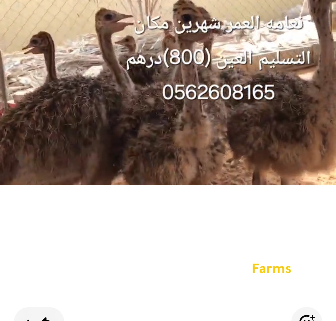 نعام بعمر شهرين