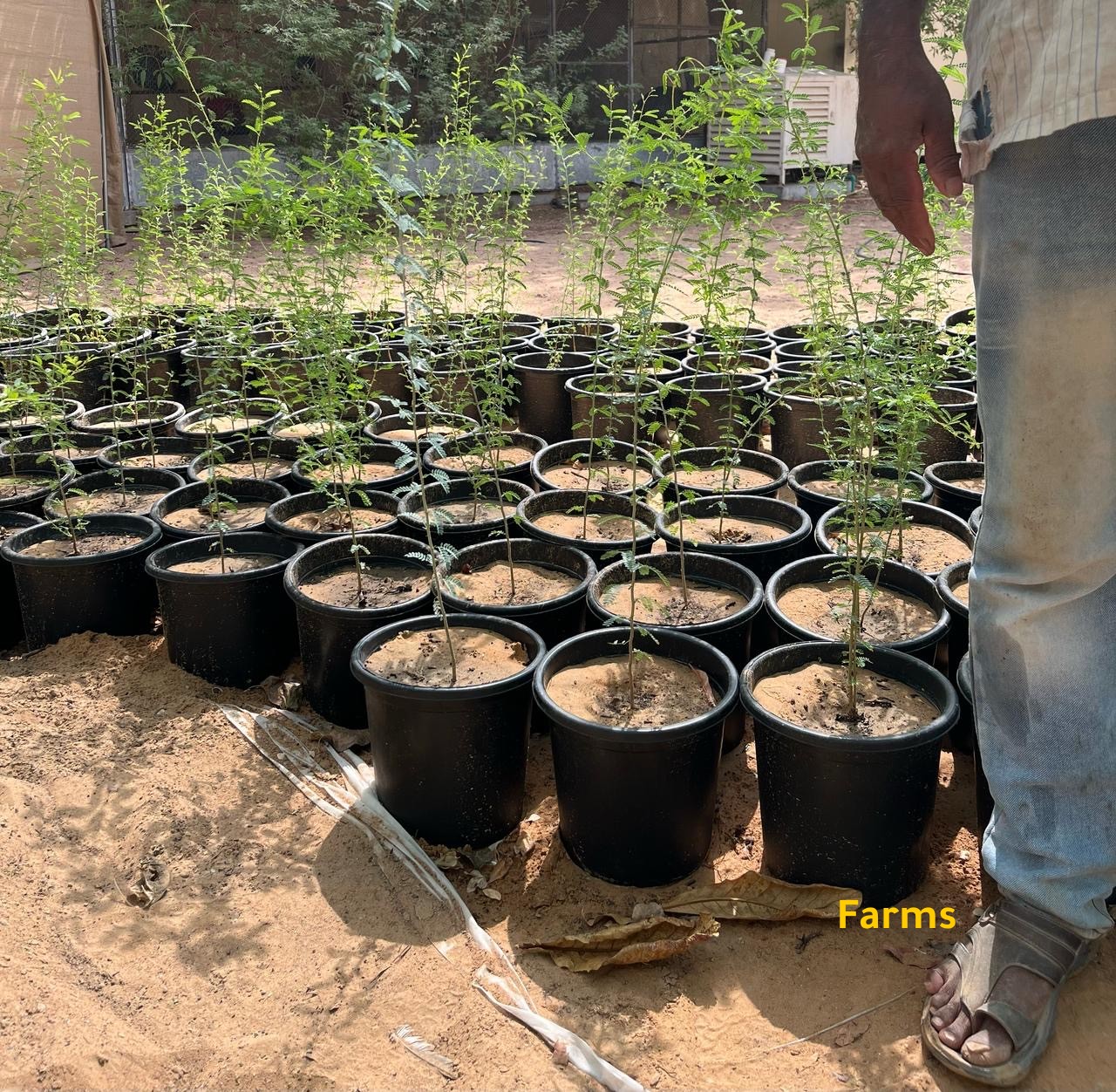 شتلات غاف عبري