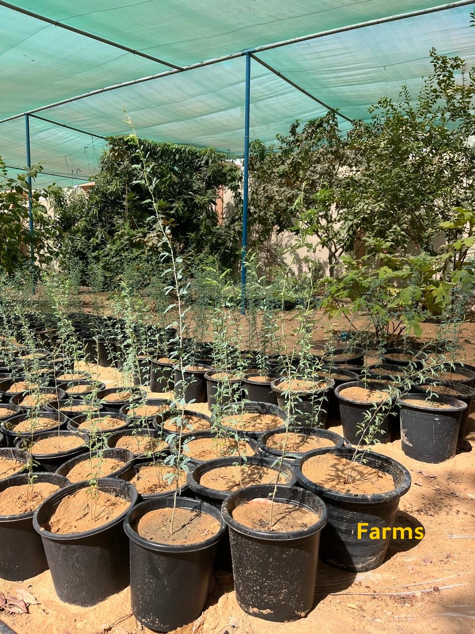 شتلات غاف عبري