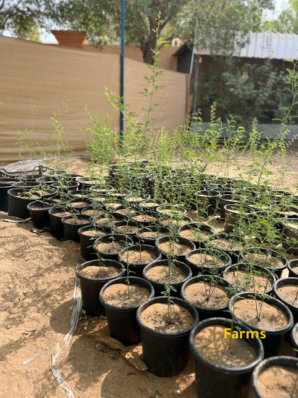 شتلات غاف عبري