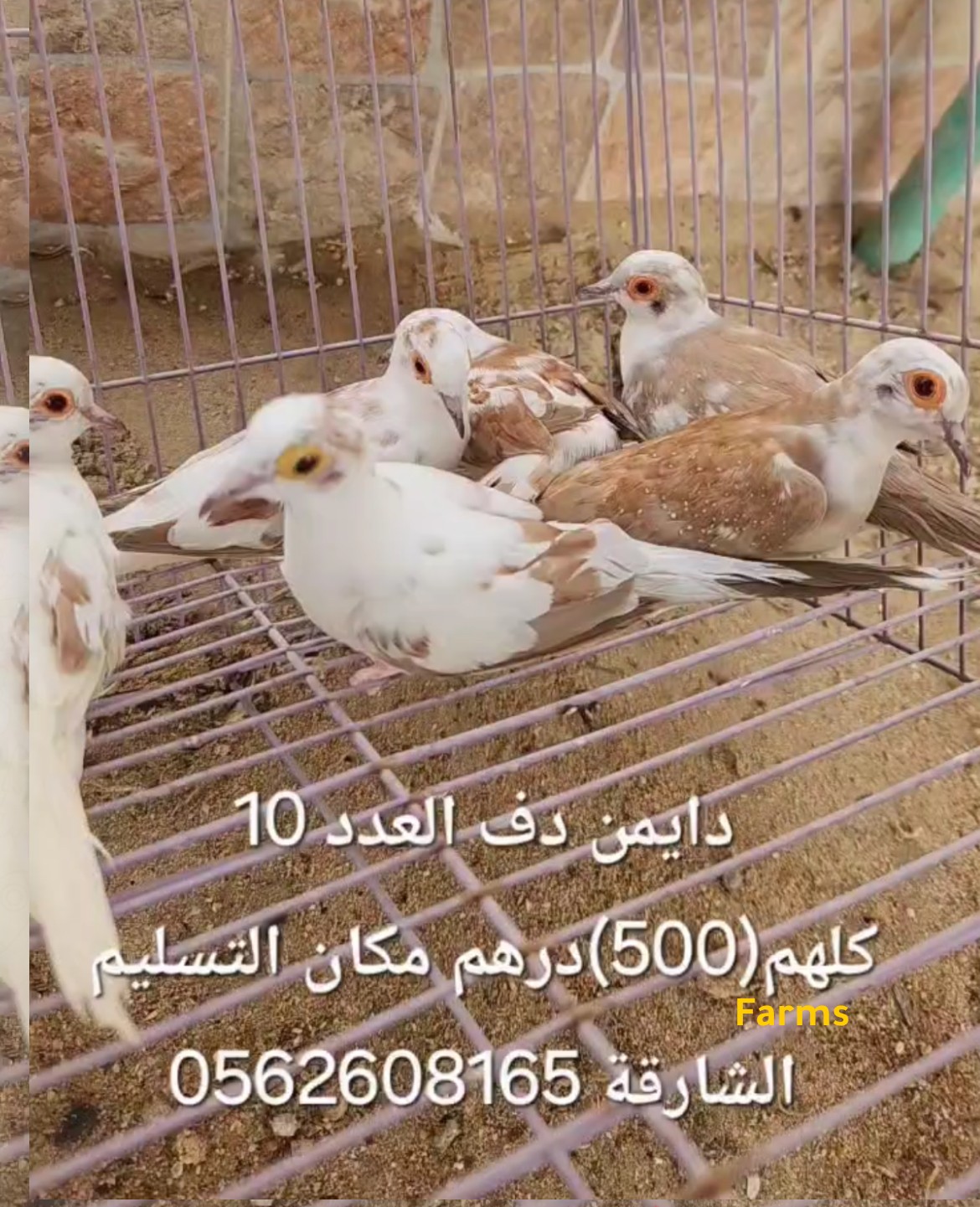 طيور دايمن دوف