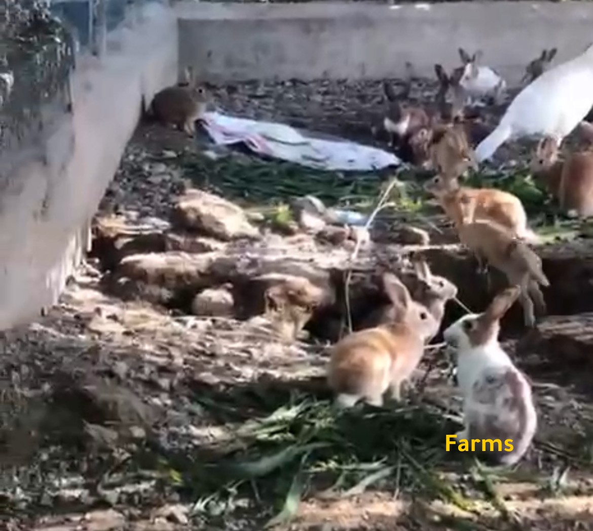 ارانب للبيع