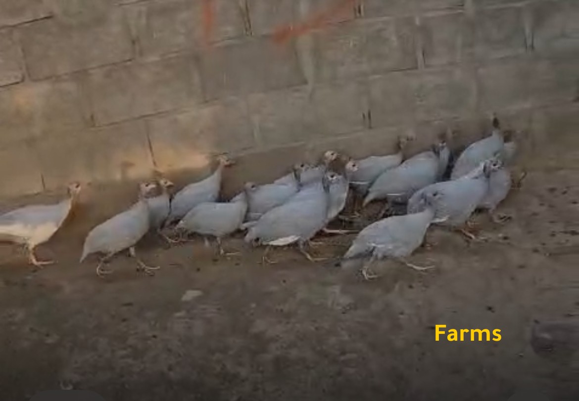 دجاج خيبر للبيع