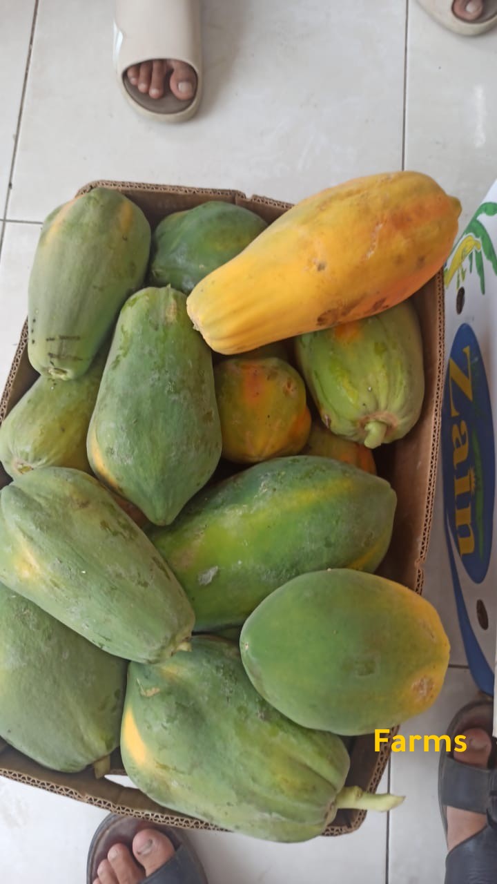 فيفاي قطف يومي