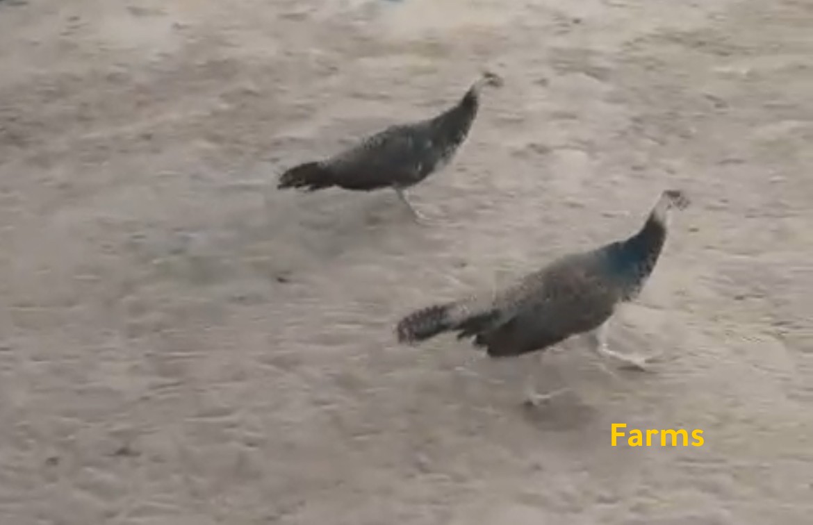 طاووس بلاك شولدر