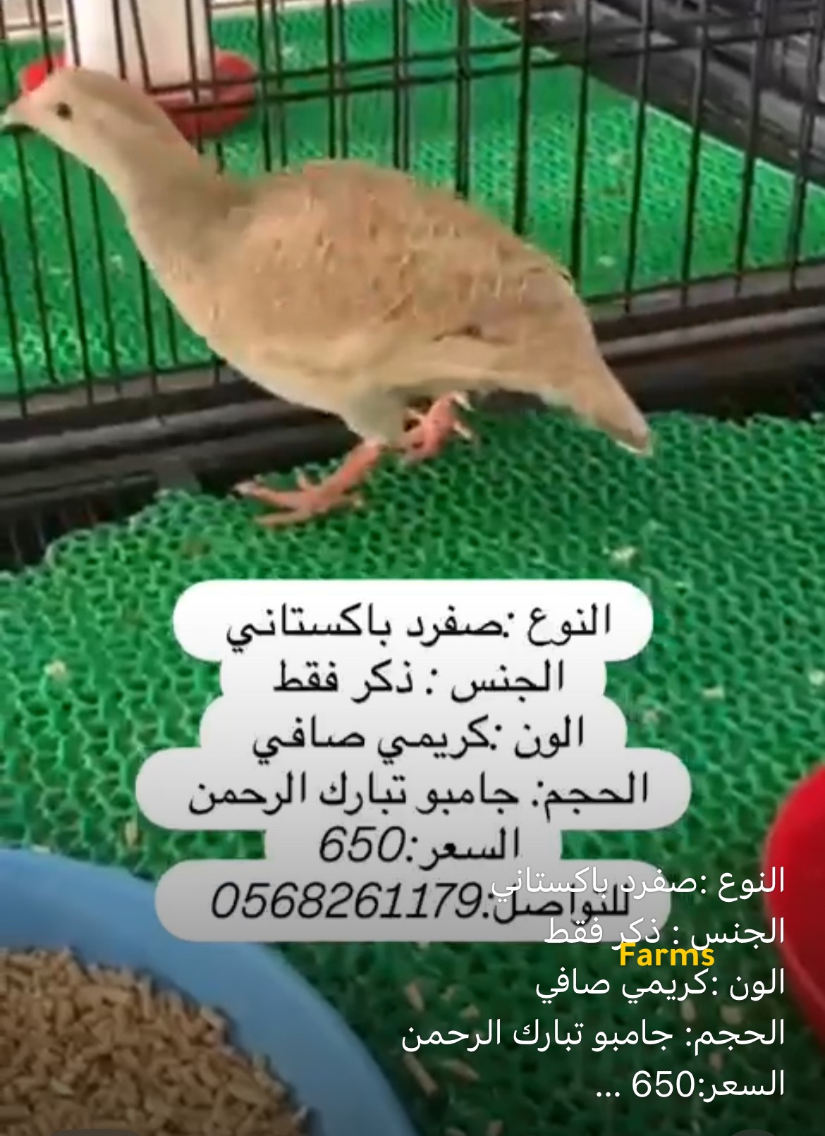 صفرد باكستاني ذكر