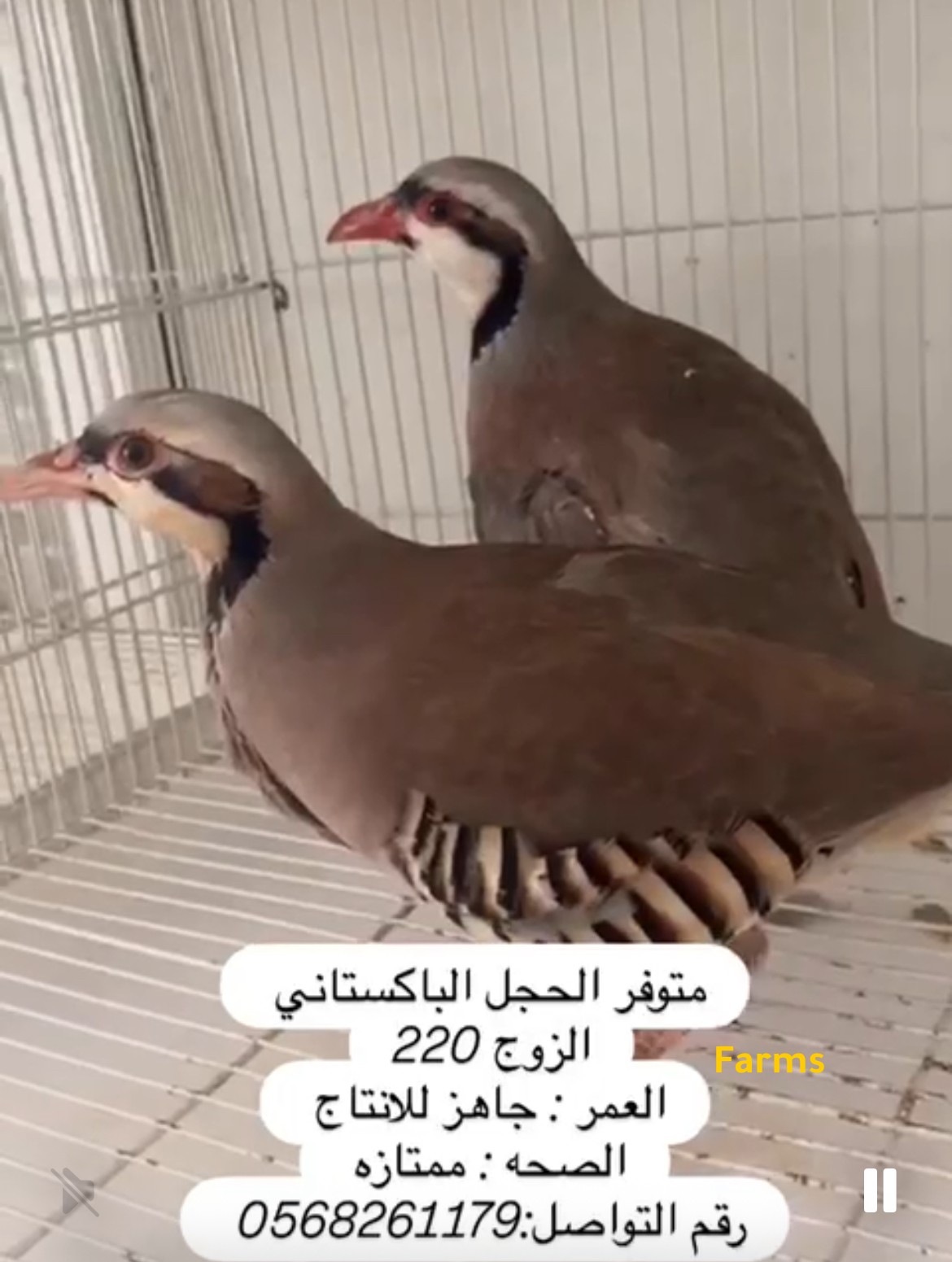 زوج حجل باكستاني