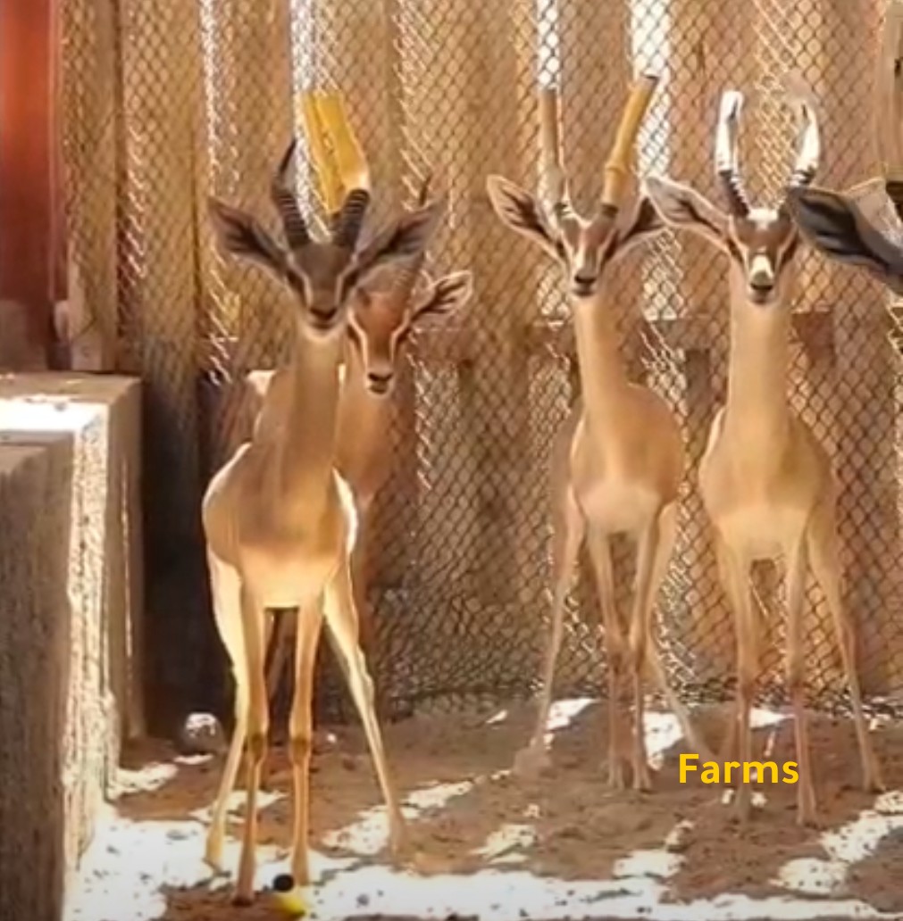 غزال الدماني