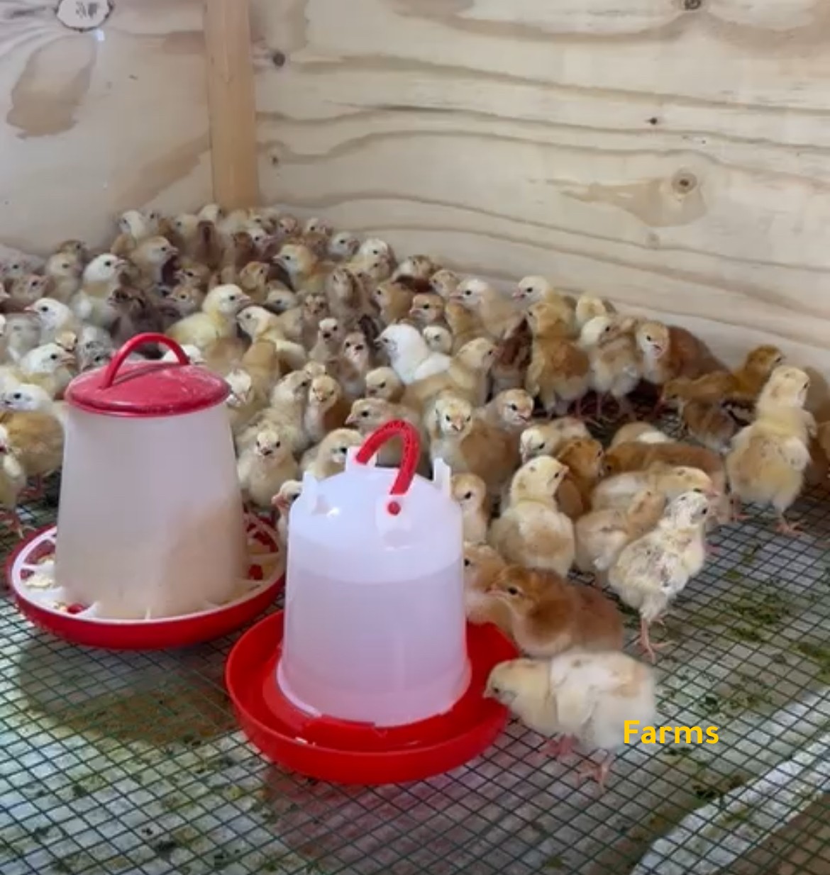 صيصان اللون العسلي