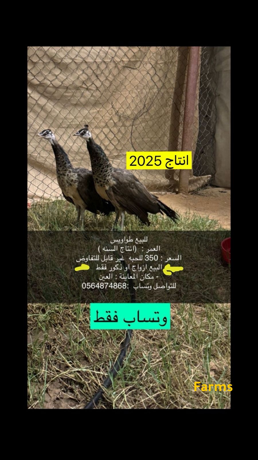 طاووس للبيع