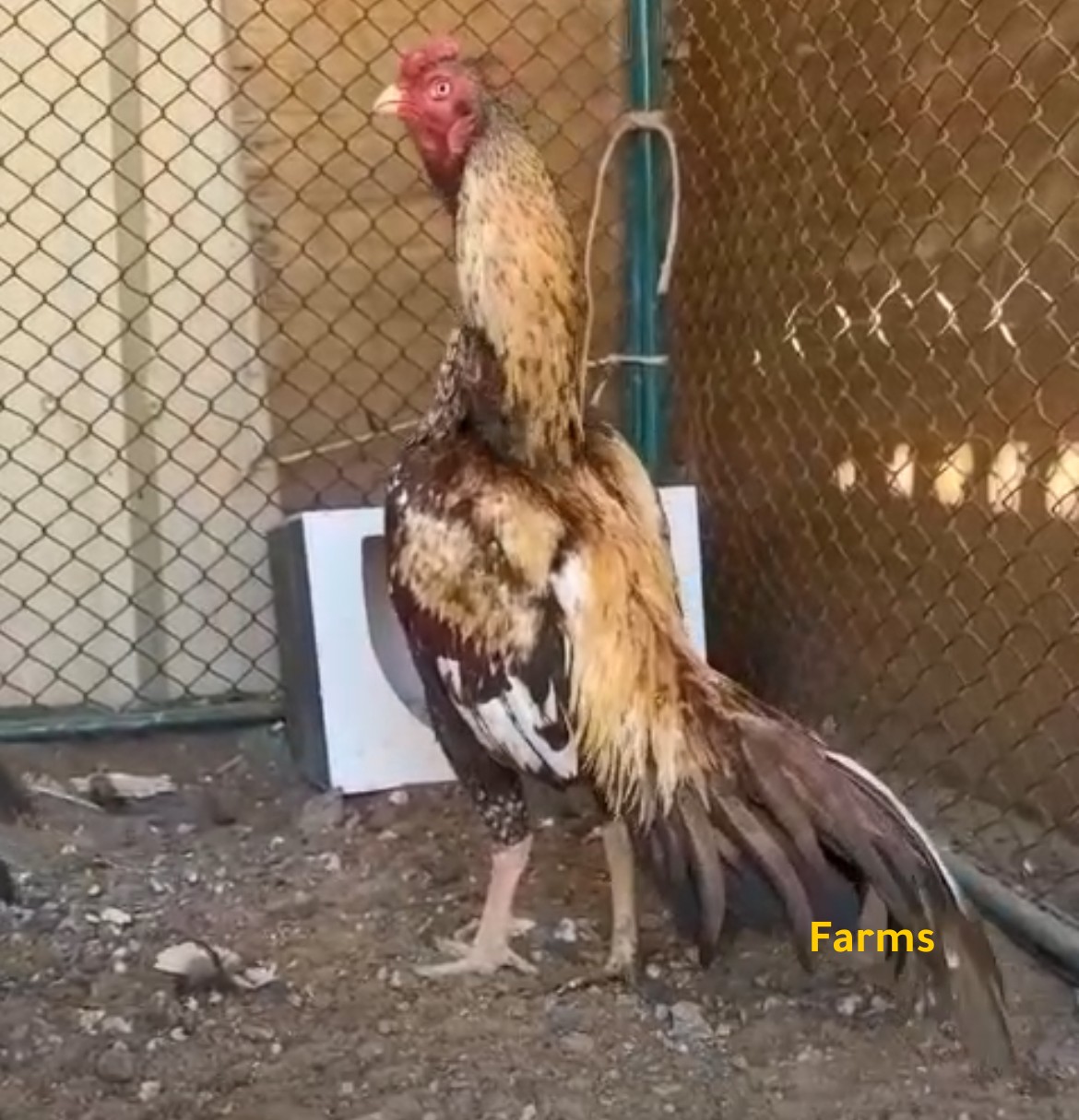 ديك باكستاني