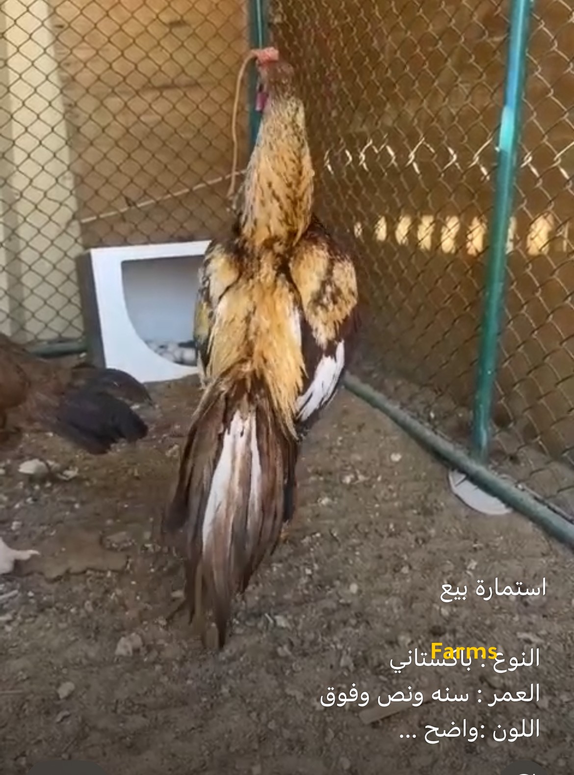 ديك باكستاني