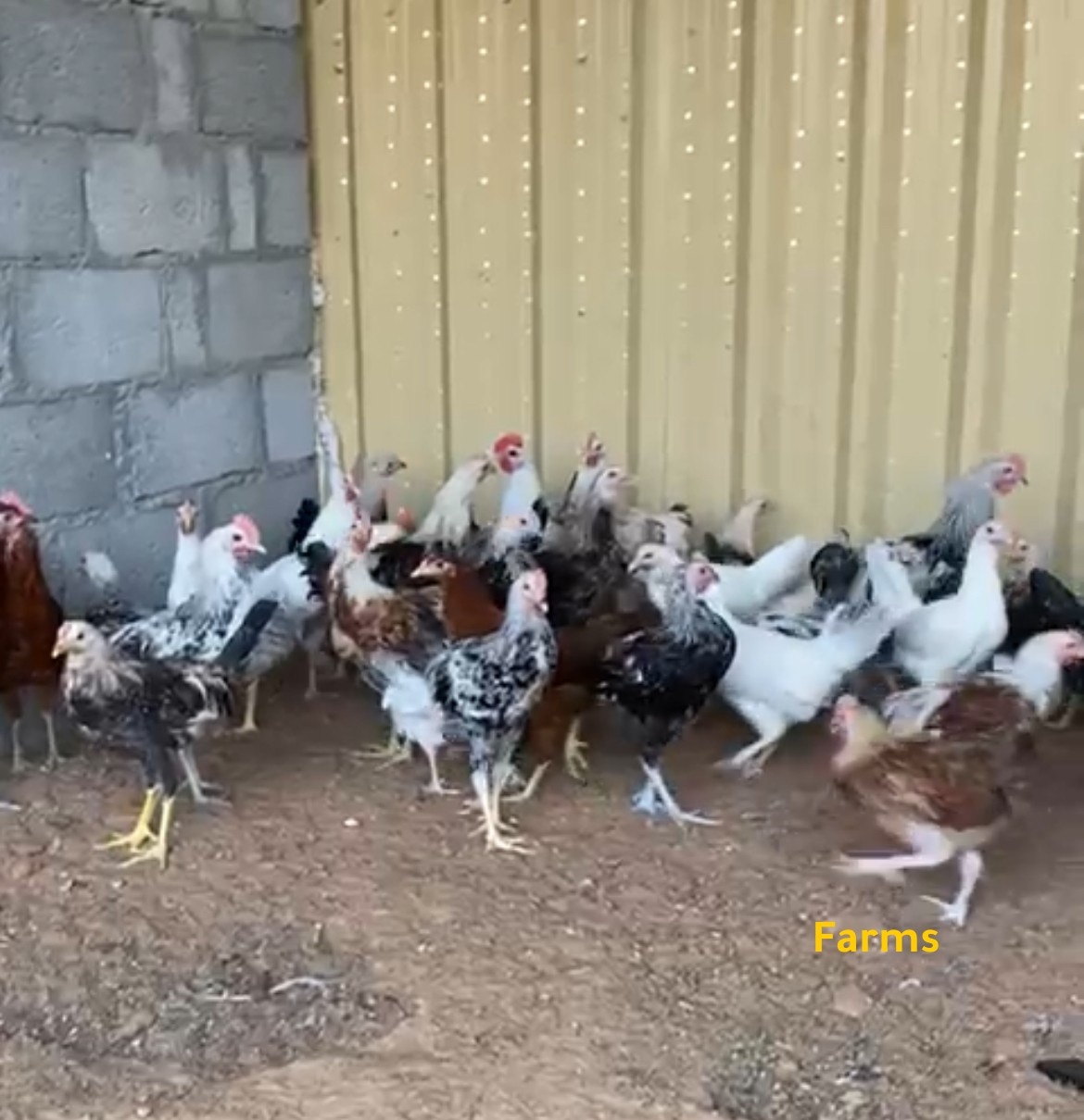 دجاج دندراوي ومكس