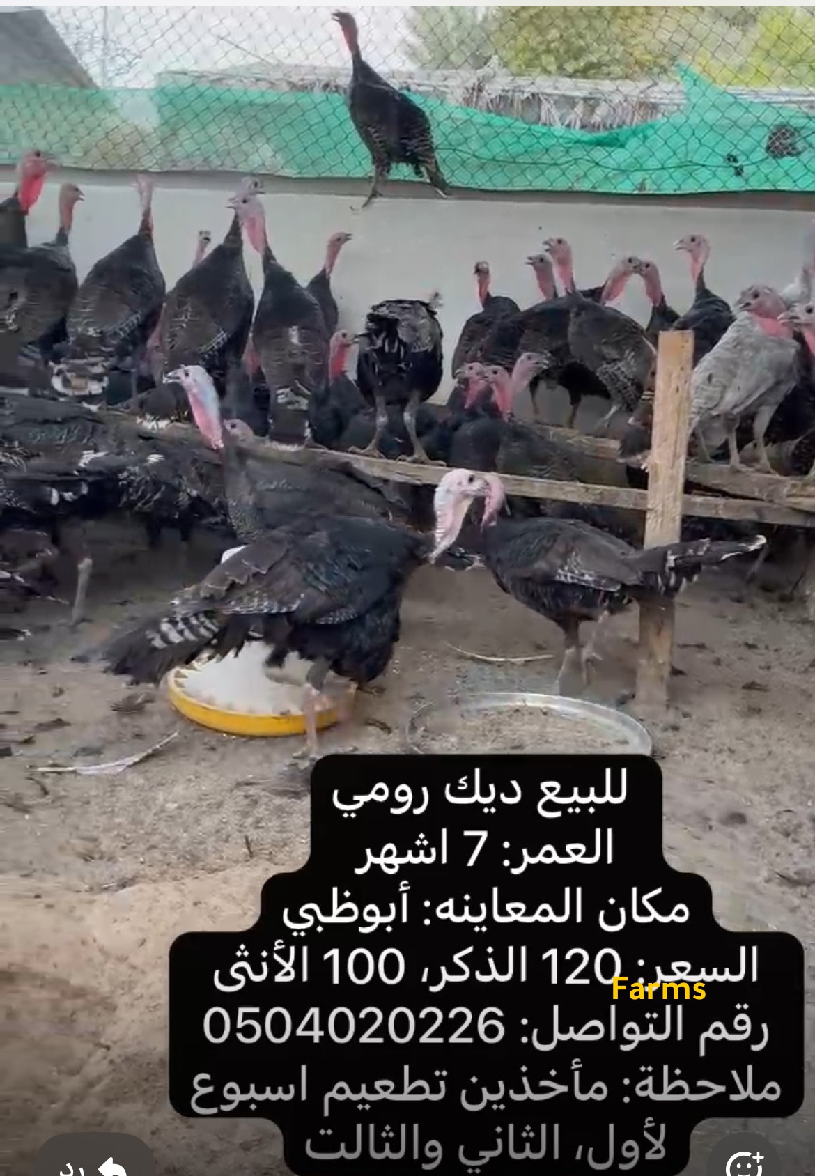 رومي بعمر 7 اشهر