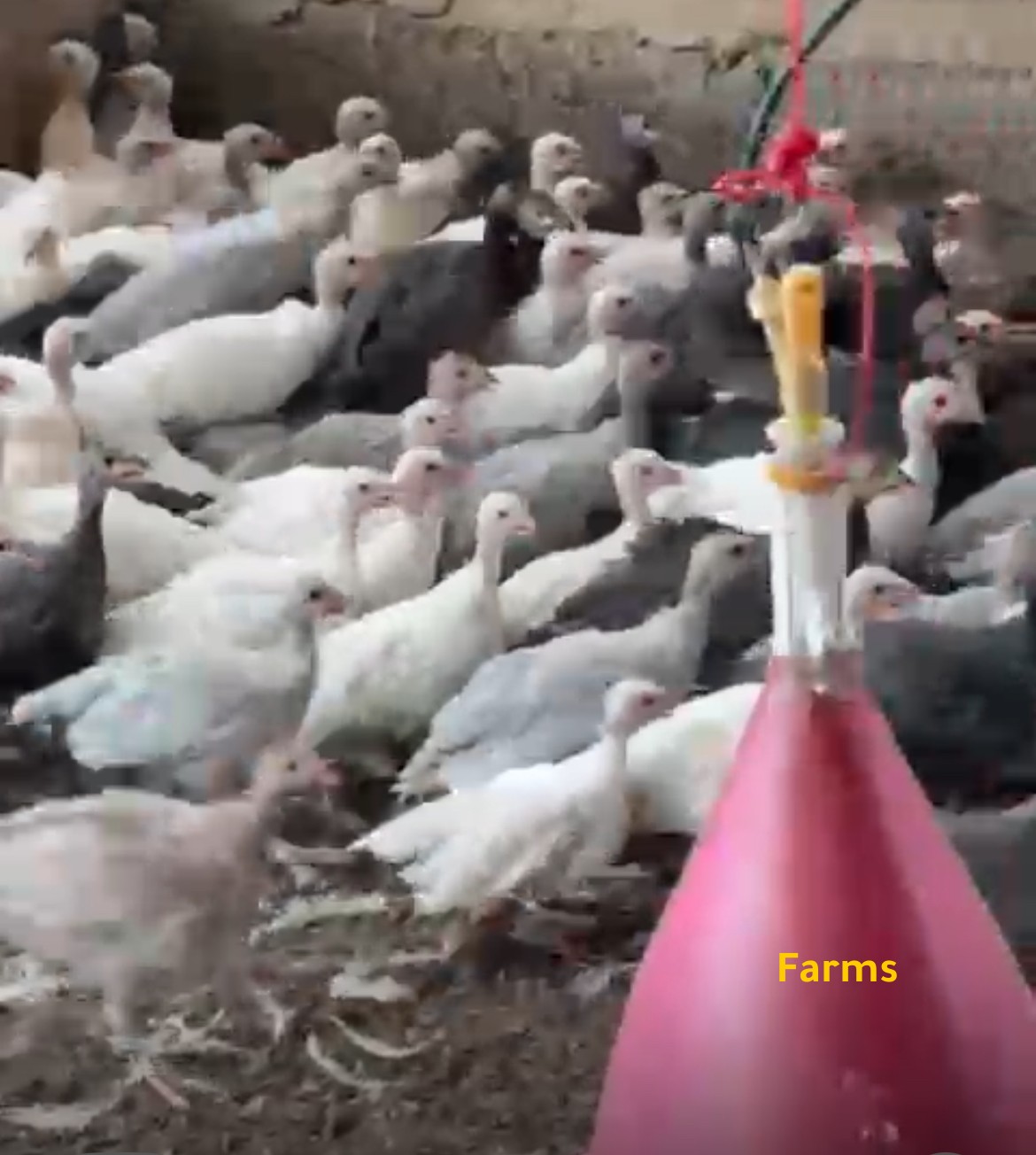 خيبر بعمر 3 اشهر