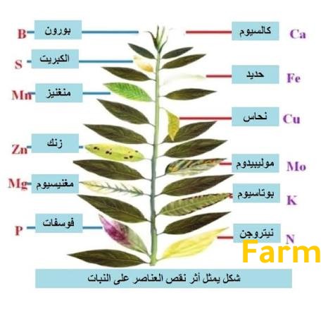 اعراض نقص العناصر من اوراق النبات
