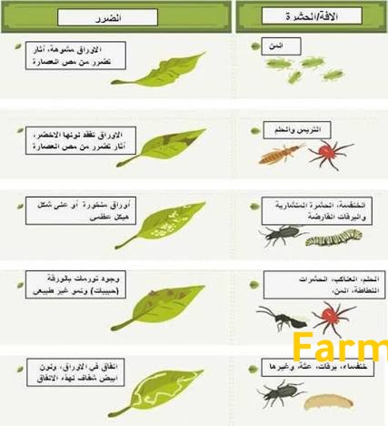اصابات العناكب والحشرات في النباتات
