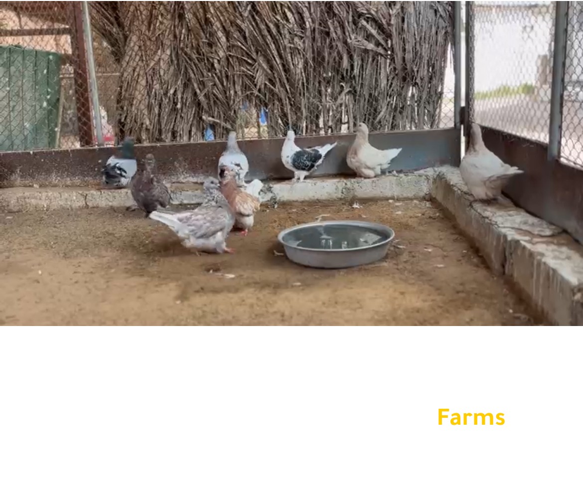 حمام زينه للبيع