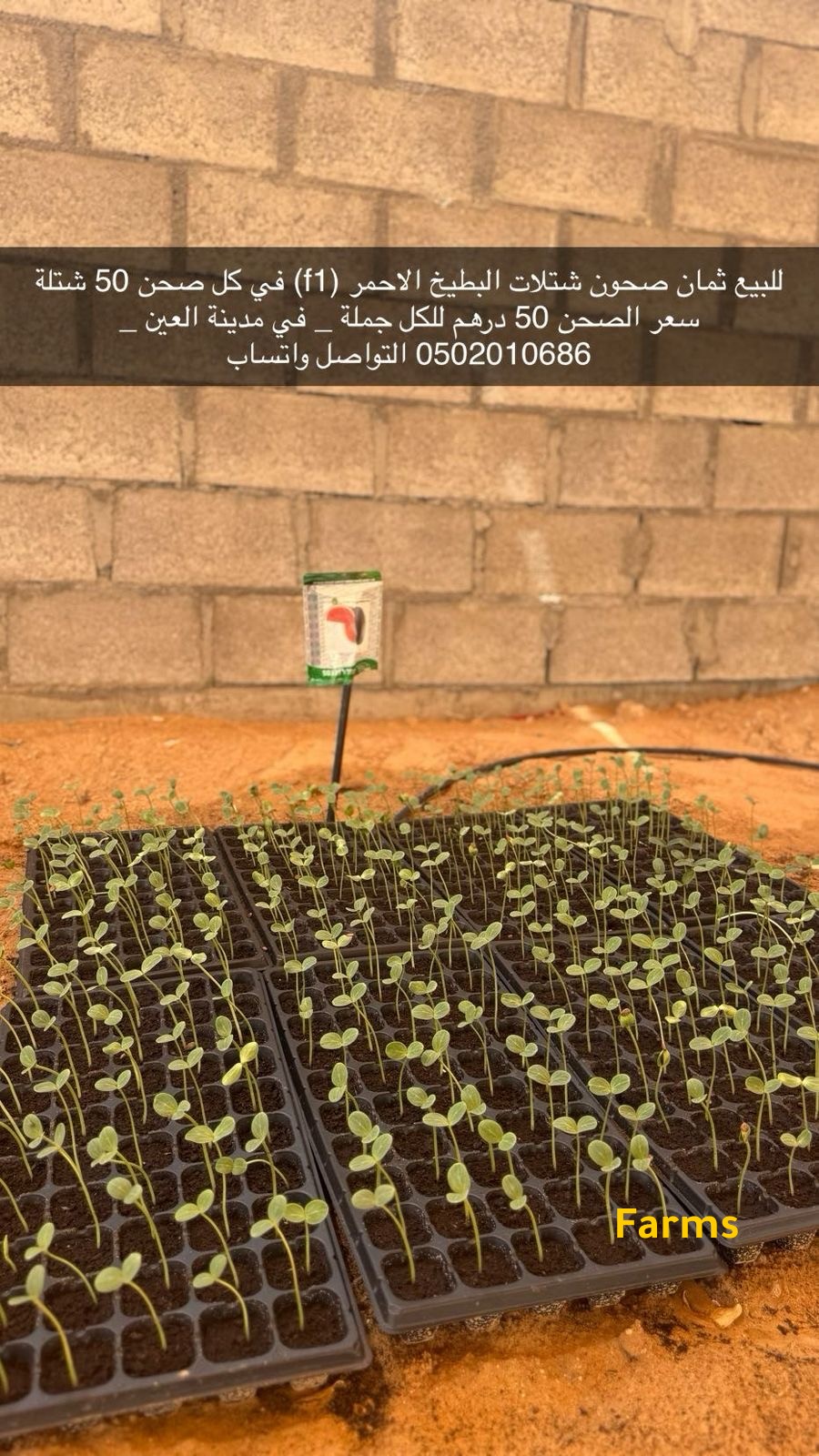 شتلات بطيخ للبيع