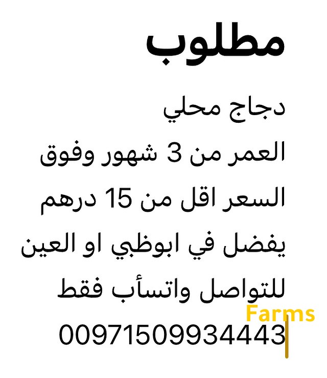 مطلوب صيصان دجاج